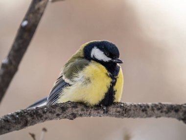 Cute bird Great tit, songbird sitting on a branch without leaves in the autumn or winter. Parus major