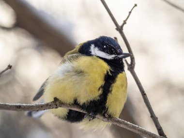 Cute bird Great tit, songbird sitting on a branch without leaves in the autumn or winter. Parus major