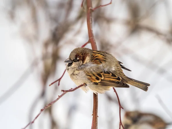 Sperling Sitzt Auf Einem Zweig Ohne Blätter Sperling Ast Herbst — Stockfoto