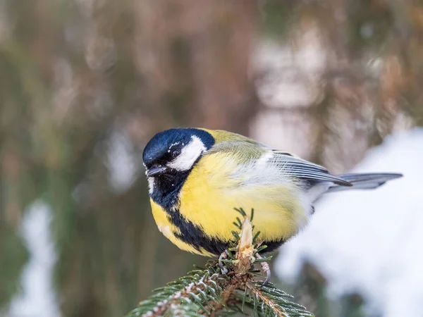 Cute Bird Great Tit Songbird Sitting Fir Branch Snow Winter — Stockfoto