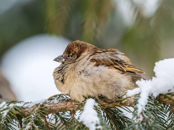 在夕阳西下 麻雀坐在枞树枝上 秋冬雪地上的麻雀 — 图库照片