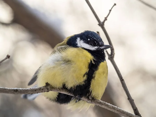 Cute Bird Great Tit Songbird Sitting Branch Leaves Autumn Winter — Stockfoto