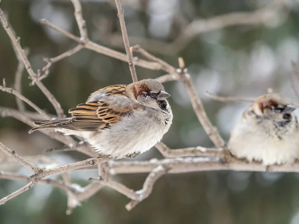 Sparrow Stă Ramură Fără Frunze Sparrow Ramură Toamnă Sau Iarnă — Fotografie, imagine de stoc