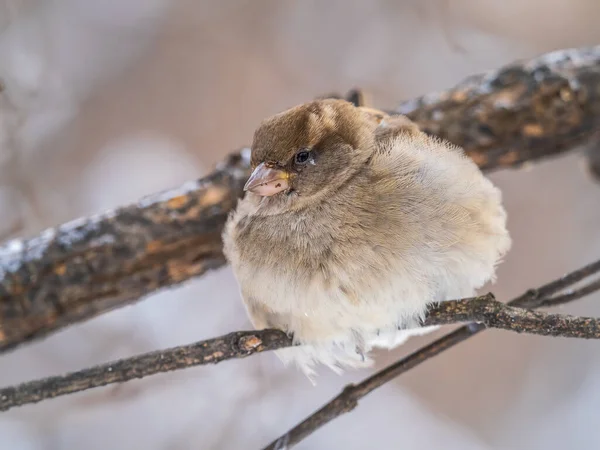 Sparrow Yaprakları Olmayan Bir Dalda Oturuyor Sonbaharda Kışın Bir Dalda — Stok fotoğraf