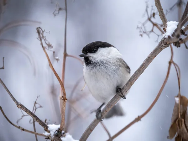 Cute Bird Willow Tit Song Bird Sitting Branch Leaves Winter — 图库照片