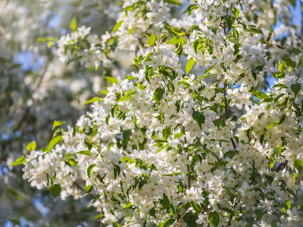 Weiße Blühende Apfelbäume Weiße Apfelbaumblüten Frühlingszeit Frühlingsfarben — Stockfoto