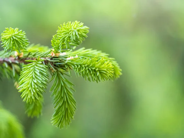 Branches Sapin Avec Des Pousses Fraîches Printemps Jeunes Pousses Vertes — Photo