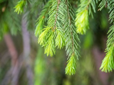 Baharda filizlenmiş fidan dalları. Baharda genç yeşil ladin filizleri. Yeşil arka planda ladin dalları. Bahar ormanlarında dalda yetişen köknar ağacı filizleri.