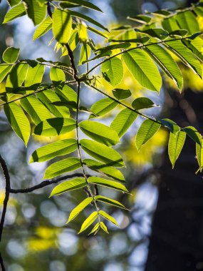 Gün batımında yeşil taze kül yaprakları. İlkbaharda kül ağacı çiçek açar. Günbatımında ayrılır