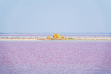 Pembe suyu olan güzel bir tuz gölü. Yaz günü pembe gölün güzel manzarası