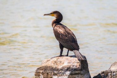 Deniz kıyısındaki bir taşın üzerinde duran büyük karabatak, Phalacrocorax karbonhidrat. Büyük karabatak, Phalacrocorax karbonhidrat, büyük siyah karabatak, ya da siyah sevişme olarak bilinir..