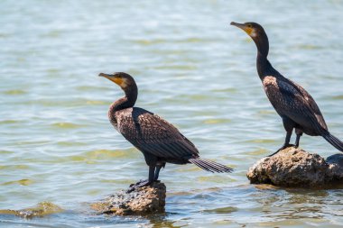 İki büyük karabatak, deniz kıyısındaki bir taşın üzerinde duran Phalacrocorax karbonhidrat. Büyük karabatak, Phalacrocorax karbonhidrat, büyük siyah karabatak, ya da siyah sevişme olarak bilinir..