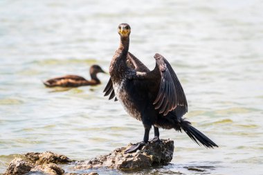 Büyük karabatak, Phalacrocorax karbonhidrat taşın üzerinde oturur ve kanatlarını rüzgarda kurutur. Büyük karabatak, Phalacrocorax karbonhidrat, büyük siyah karabatak, ya da siyah sevişme olarak bilinir..