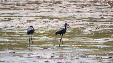 Bir çift parlak aynak, latin adı Plegadis falcinellus, sığ gölde yiyecek arıyor. Gölün kıyısındaki suda kahverengi bir Ibis duruyor..