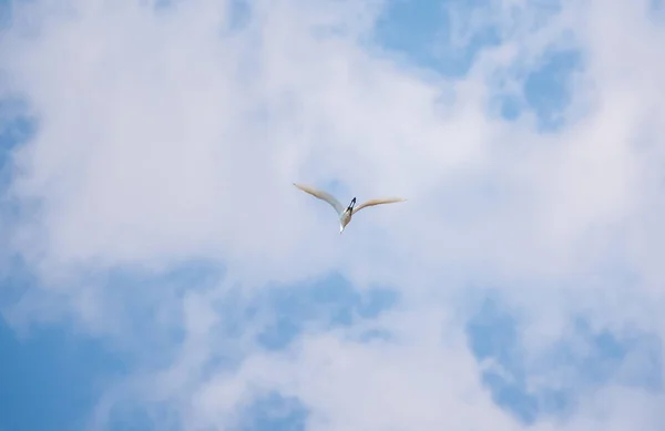 Lilla Egret Flyget Liten Vit Häger Lat Egretta Garzetta — Stockfoto