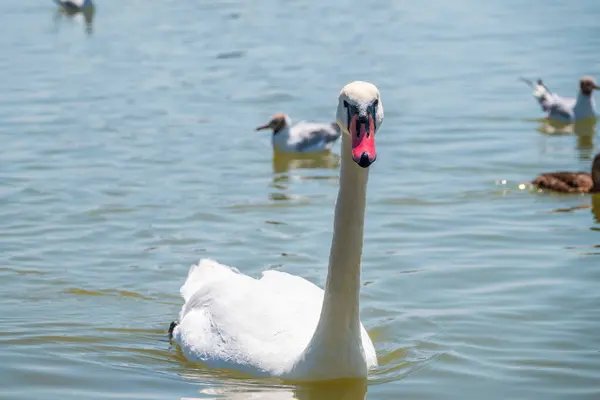 Cygne Blanc Gracieux Nageant Dans Lac Cygnes Dans Nature Portrait — Photo