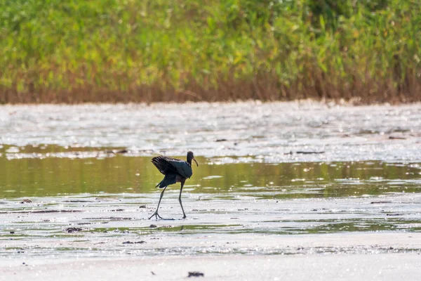 Błyszczący Ibis Łacińska Nazwa Plegadis Falcinellus Poszukujący Pożywienia Płytkiej Lagunie — Zdjęcie stockowe