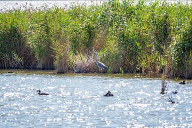 Gri balıkçıl gölde duruyor. Gri balıkçıl Ardea Cinerea sığ sulardaki balıklara bakıyor