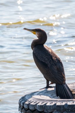 Büyük karabatak, Phalacrocorax karbonhidrat, gölün kıyısındaki eski bir lastiğin üzerinde duruyor. Büyük karabatak, Phalacrocorax karbonhidrat, büyük siyah karabatak, ya da siyah sevişme olarak bilinir..