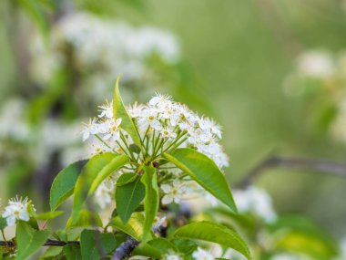 Beyaz kiraz çiçekleri. Çiçek açan bir ağacın dalları. Beyaz çiçekli kiraz ağacı. Bulanık arkaplan.