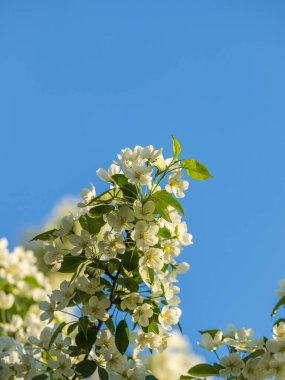 Mavi açık gökyüzünün arka planında beyaz çiçekli elma ağacı dalları. Güneşli bir bahar gününde mavi gökyüzü arka planında çiçek açan elma ağacının kabarık dalları, fotokopi alanı olan bahar arkaplanı.