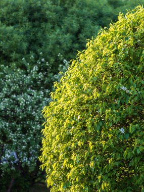 Kesilmiş dalları ve taze yaprakları olan yeşil çalılar. Arkaplan resmi.