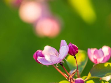 Çiçek açan bir elma ağacının mavi arka planlı taze pembe çiçekleri. Armut dibine düşermiş. Pembe çiçekler, yakın plan..