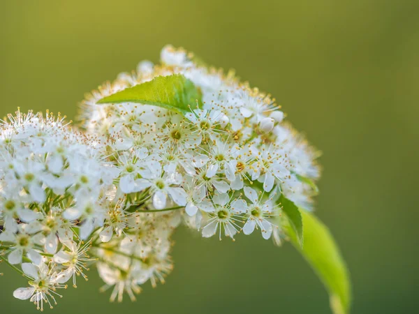 Bílé Třešňové Květiny Větve Kvetoucího Stromu Třešeň Bílými Květy Rozmazané — Stock fotografie