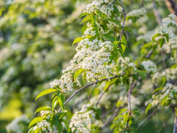 White Cherry Flowers Branches Blossoming Tree Cherry Tree White Flowers — Stock Photo, Image