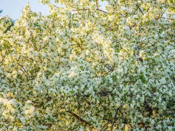 Beyaz çiçek açan elma ağaçları. Beyaz elma ağacı çiçekleri. Bahar mevsimi, bahar renkleri