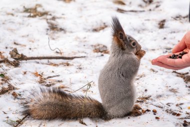 Kışın sincap bir adamın elinden fındık yiyor. Kışın ya da sonbaharda hayvanlara bakmak. Avrasya kızıl sincabı, Sciurus vulgaris