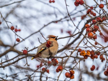 Bohemian Waxwing çalıların üzerinde oturuyor ve kışın veya ilkbaharın başında yabani kırmızı elmalarla besleniyor. Vahşi kuş. Latince adı Bombycilla garrulus