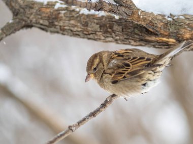 Sparrow yaprakları olmayan bir dalda oturuyor. Sonbaharda ya da kışın bir dalda serçe