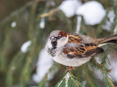 Sparrow gün batımında bir köknar dalında oturuyor. Sonbaharda ya da kışın kar olan bir dalda serçe.