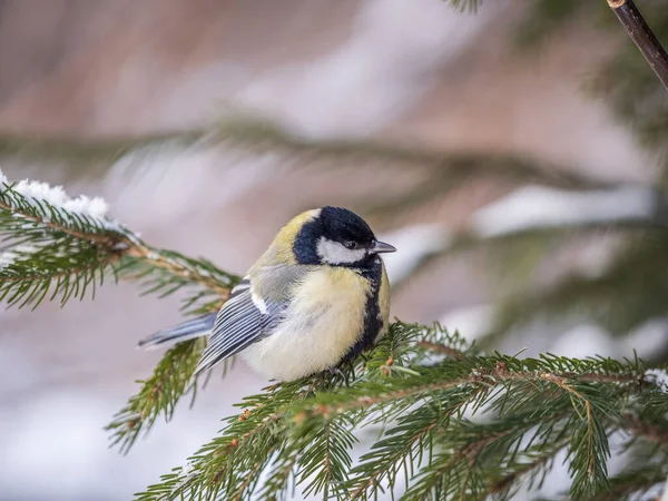 Cute Bird Great Tit Songbird Sitting Fir Branch Snow Winter — Stockfoto