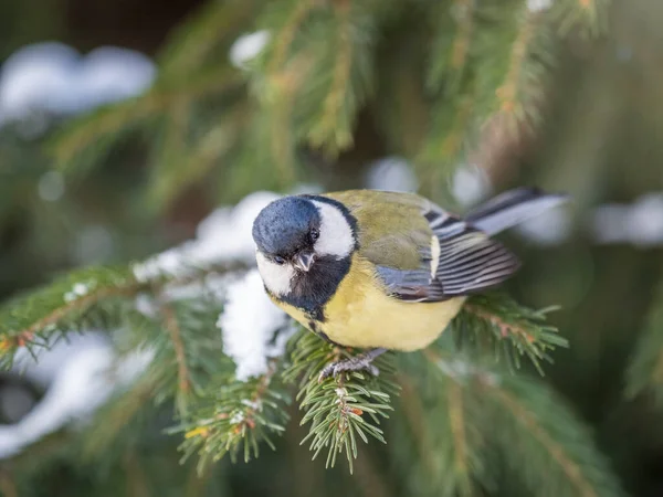 Cute Bird Great Tit Songbird Sitting Fir Branch Snow Winter — Stock Fotó