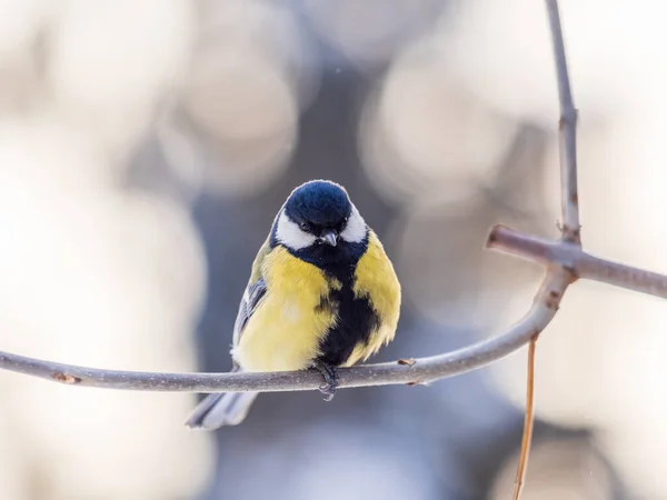 Cute Bird Great Tit Songbird Sitting Branch Leaves Autumn Winter — Stock fotografie