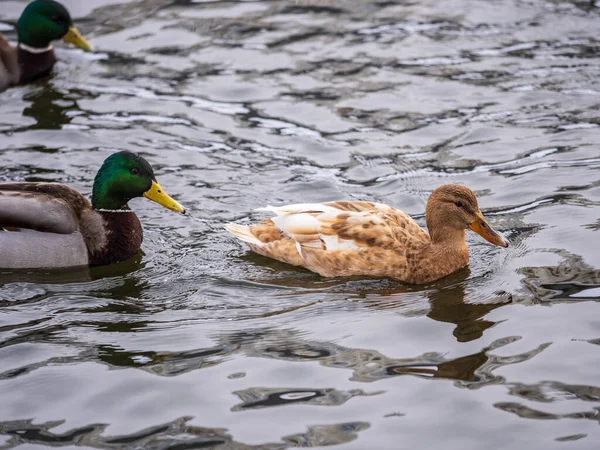 Yellow Colored Mallard Female Duck Swims Pond Animal Polymorphism Portrait — Stock Photo, Image