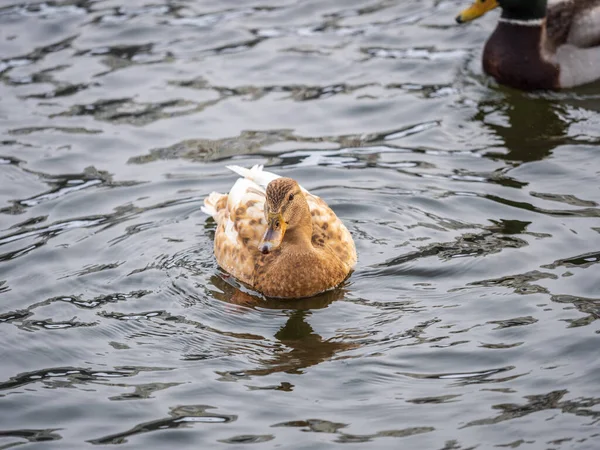 Yellow Colored Mallard Female Duck Swims Pond Animal Polymorphism Portrait — Stock Photo, Image