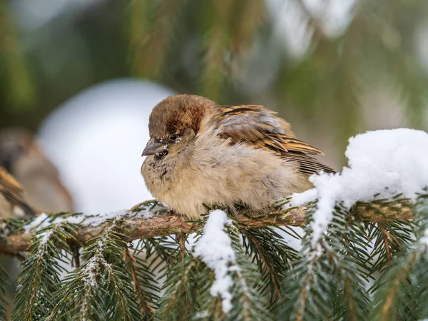 Sparrow Gün Batımında Bir Köknar Dalında Oturuyor Sonbaharda Kışın Kar — Stok fotoğraf
