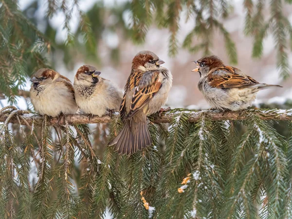 Quatre Moineaux Sont Assis Sur Une Branche Sapin Bruants Sur — Photo