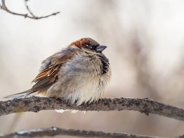 Sparrow Est Assis Sur Une Branche Sans Feuilles Bruant Sur — Photo