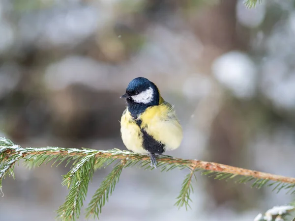 Cute Bird Great Tit Songbird Sitting Fir Branch Snow Winter — Stockfoto