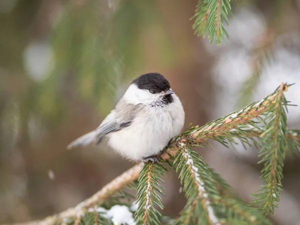 Cute Bird Willow Tit Song Bird Sitting Fir Branch Snow — Zdjęcie stockowe