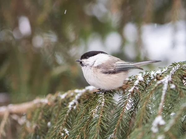 Cute Bird Willow Tit Song Bird Sitting Fir Branch Snow — Fotografia de Stock