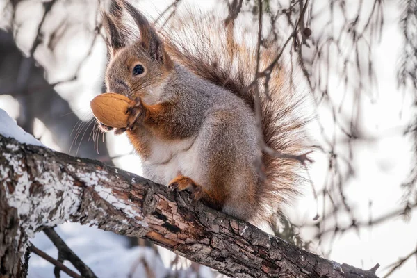 Σκίουρος Καρύδι Κάθεται Στο Δέντρο Χειμώνα Αργά Φθινόπωρο Ευρασιατικός Κόκκινος — Φωτογραφία Αρχείου