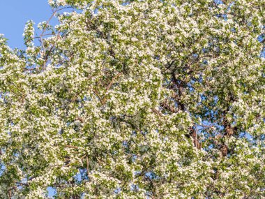 Mavi açık gökyüzünün arka planında beyaz çiçekli elma ağacı dalları. Güneşli bir bahar gününde mavi gökyüzü arka planında çiçek açan elma ağacının kabarık dalları, fotokopi alanı olan bahar arkaplanı.