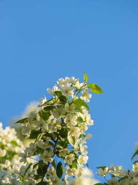 Mavi açık gökyüzünün arka planında beyaz çiçekli elma ağacı dalları. Güneşli bir bahar gününde mavi gökyüzü arka planında çiçek açan elma ağacının kabarık dalları, fotokopi alanı olan bahar arkaplanı.