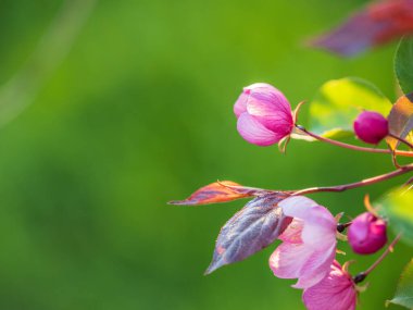 Çiçek açan bir elma ağacının mavi arka planlı taze pembe çiçekleri. Armut dibine düşermiş. Pembe çiçekler, yakın plan..