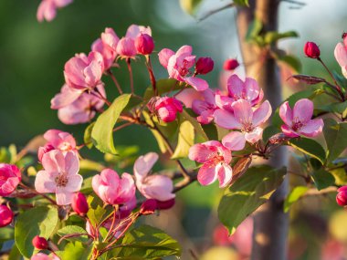 Çiçek açan bir elma ağacının mavi arka planlı taze pembe çiçekleri. Armut dibine düşermiş. Pembe çiçekler, yakın plan..